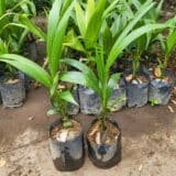 Bibit Kelapa Pandan Wangi