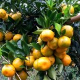Bibit Jeruk Siam Madu