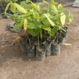Bibit Kakao Seedling