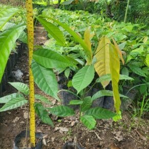 jual Bibit Kakao Seedling 2
