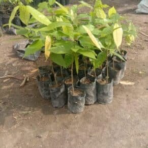Bibit Kakao Seedling