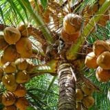 Bibit Kelapa Dalam