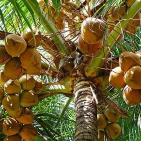 Bibit Kelapa Dalam