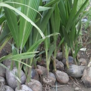 Bibit Kelapa Puyuh