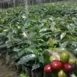 Bibit Kopi Robusta