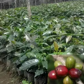 Bibit Kopi Robusta