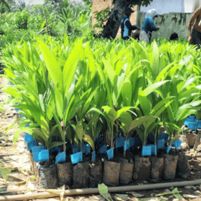 Bibit Pinang Betara