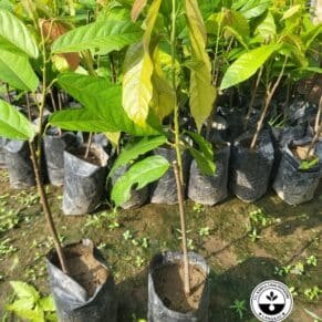 Jual Bibit Kakao