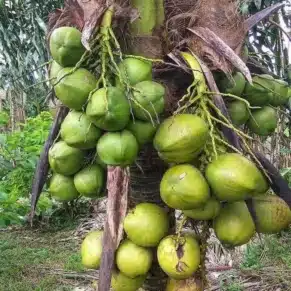 Kelapa-Hibrida