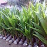 Bibit Kelapa Hibrida