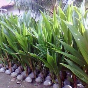 Bibit Kelapa Hibrida