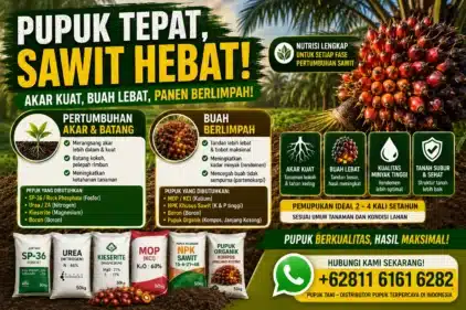 Cara Memilih Pupuk Sawit Yang tepat